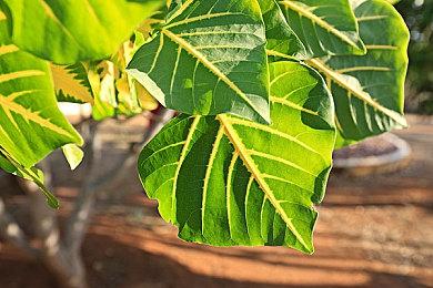 兄弟你好香啊 《PEAK》最新版本加入“相食系统”