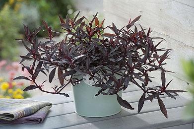 《刺客信条：影》全新预告 展示PC和新世代画面